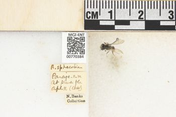 Media type: image;   Entomology 770384 Aspect: Labels